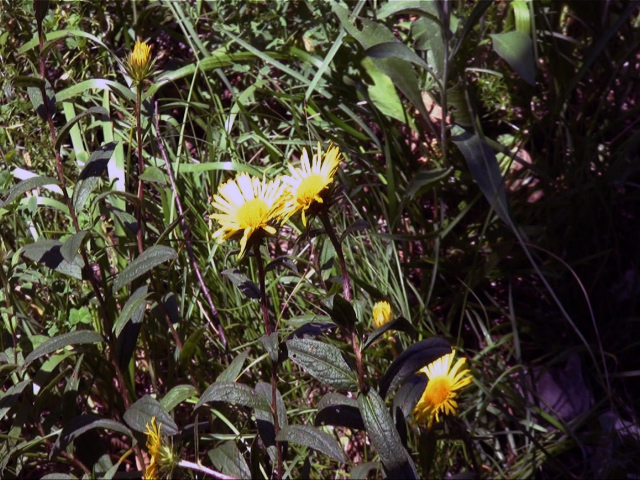 Campanula trachelium e Inula hirta